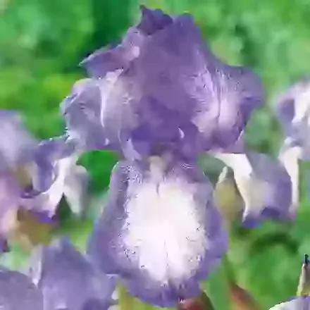 Blue Shimmer